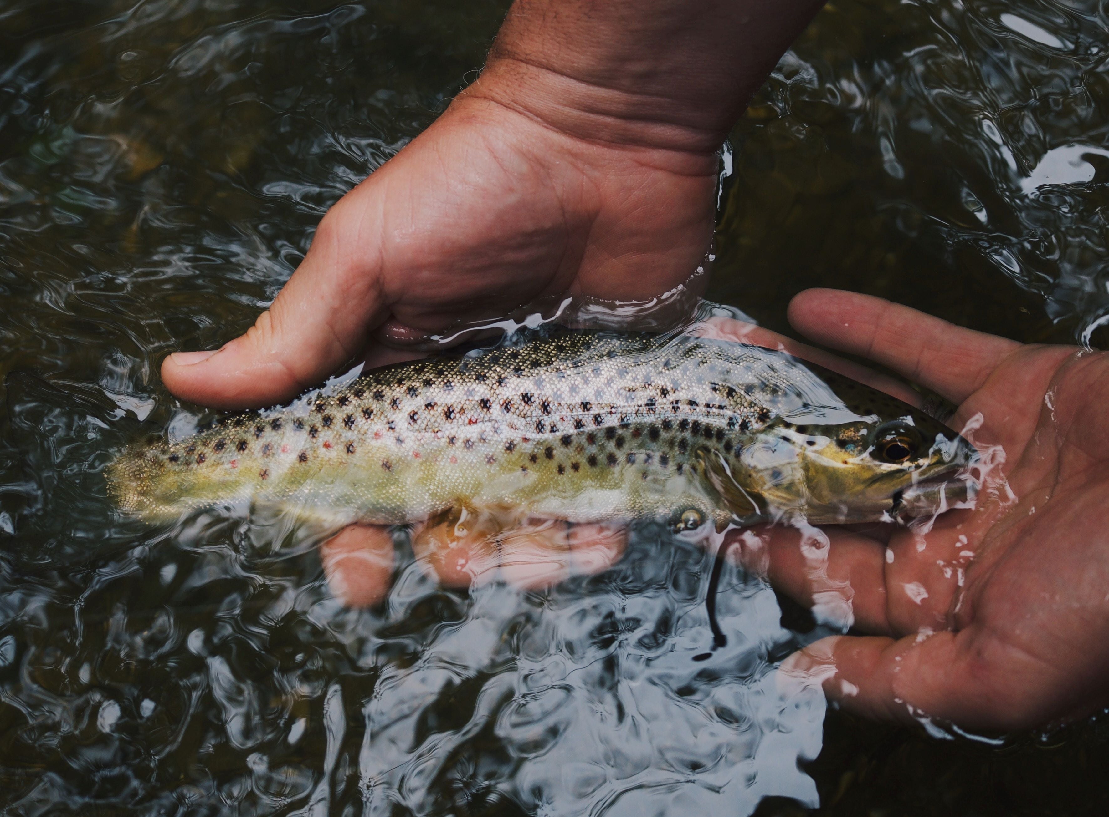 Portable Solar Solutions for Fishing