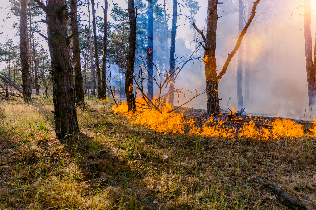 Will Canada's Wildfires Affect the US?